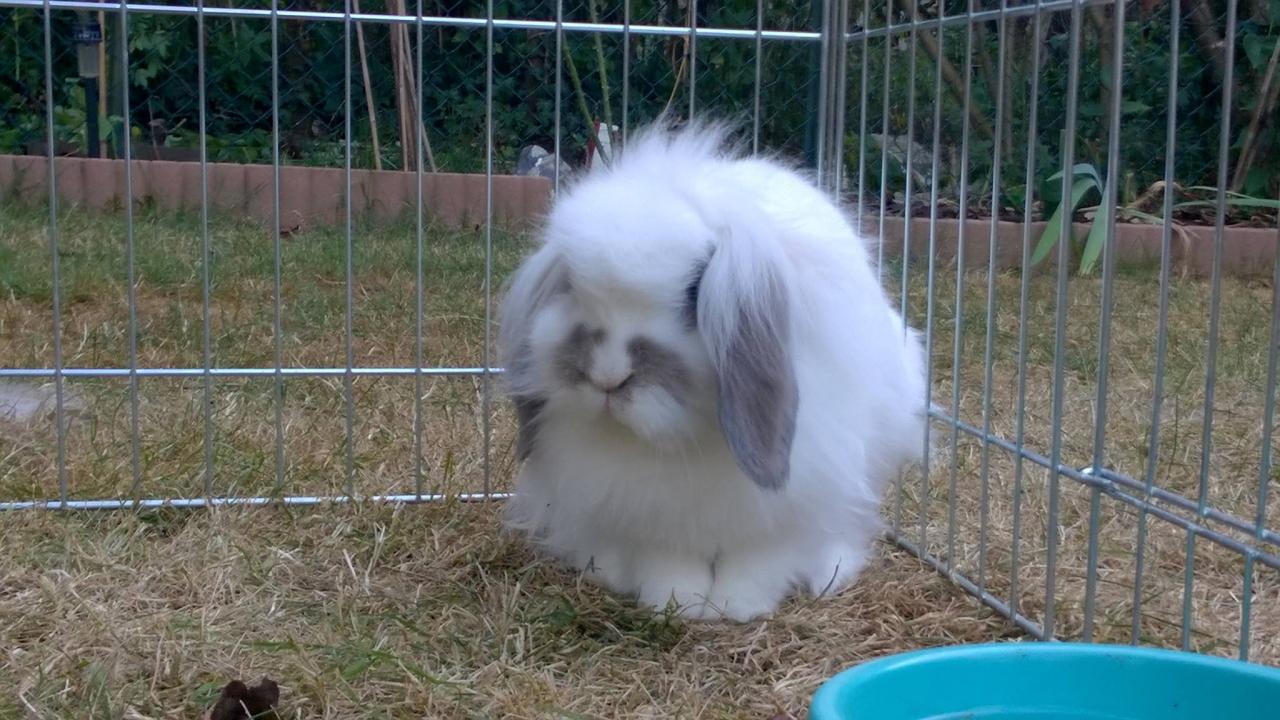 Georges