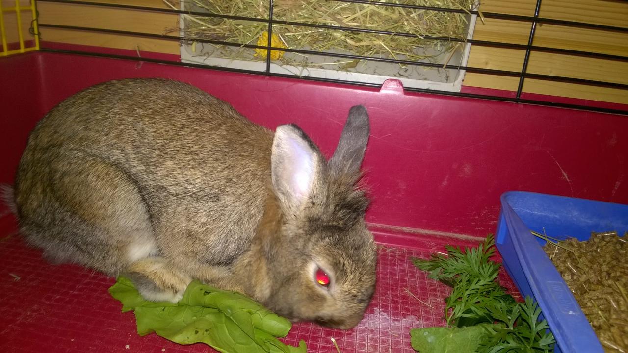 Filou
