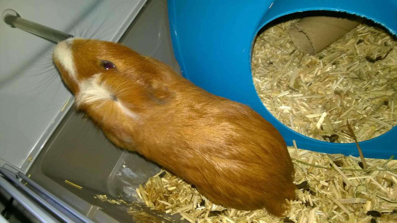 Caramel