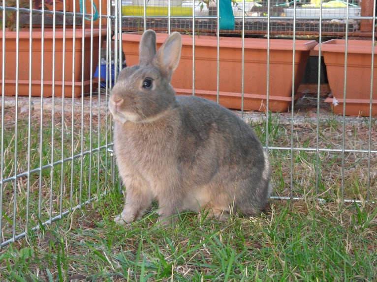Ninette